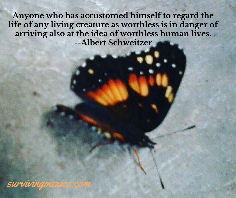 Anyone who has accustomed himself to regard the life of any living creature as worthless is in danger of arriving also at the idea of worthless human lives. --Albert Schweitzer