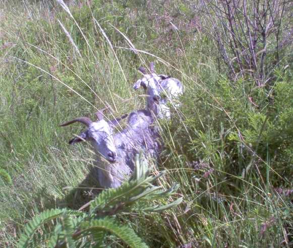 rainy season foreging