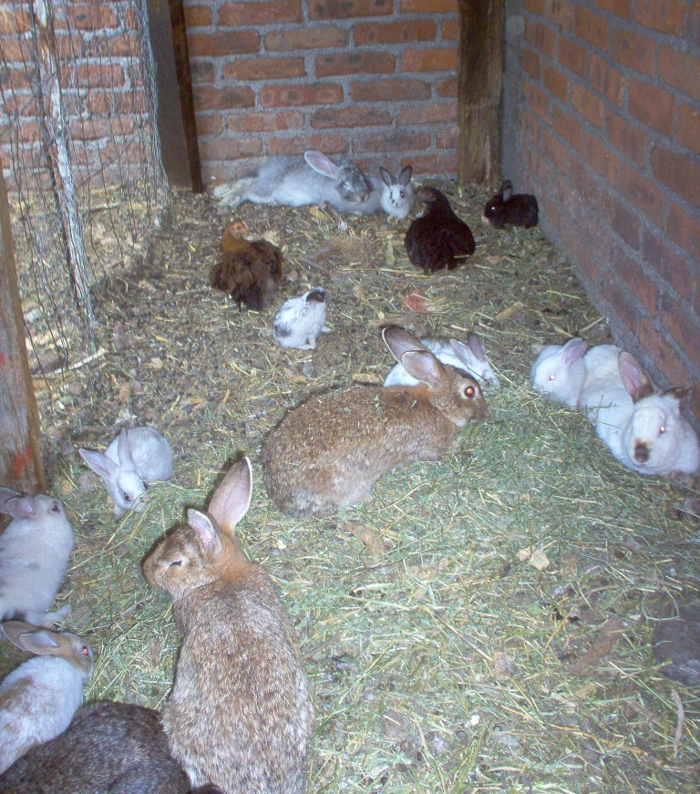 breeding like rabbits