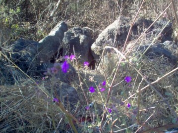 Children should be brought up, too, to perceive that a miracle is not less a miracle because it occurs so constantly and regularly that we call it a law; that sap rises in a tree, that a boy is born with his uncle's eyes, that an answer that we can perceive comes to our serious prayers; these things are not the less miracles because they happen frequently or invariably, and because we have ceased to wonder about them.