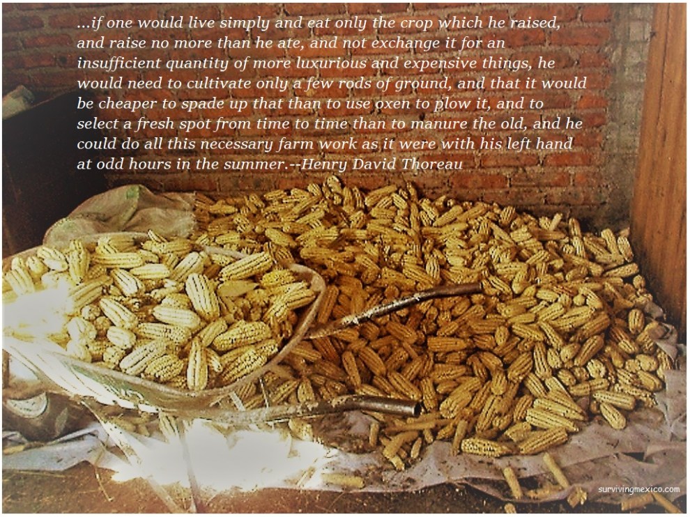 live simply corn.jpg