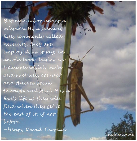 thoreau-grasshopped