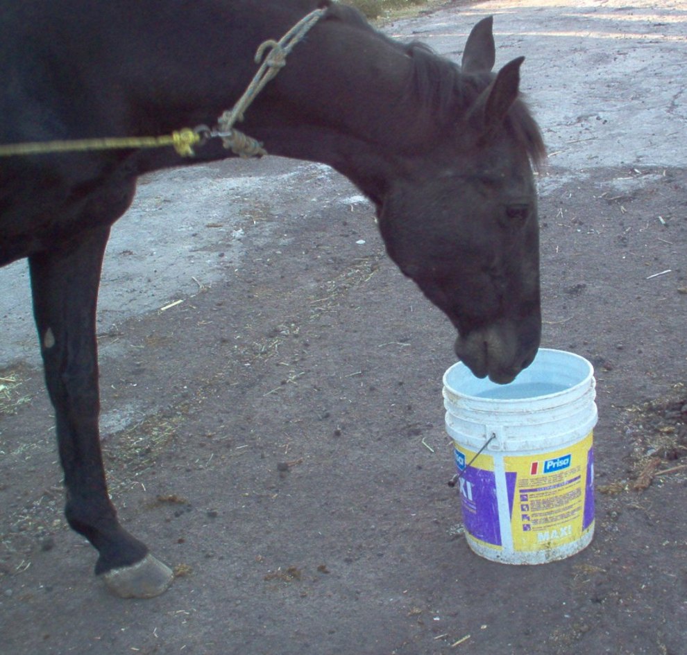 leading a horse to water