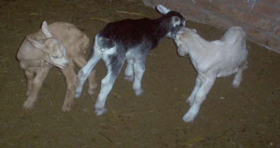 bump head goats