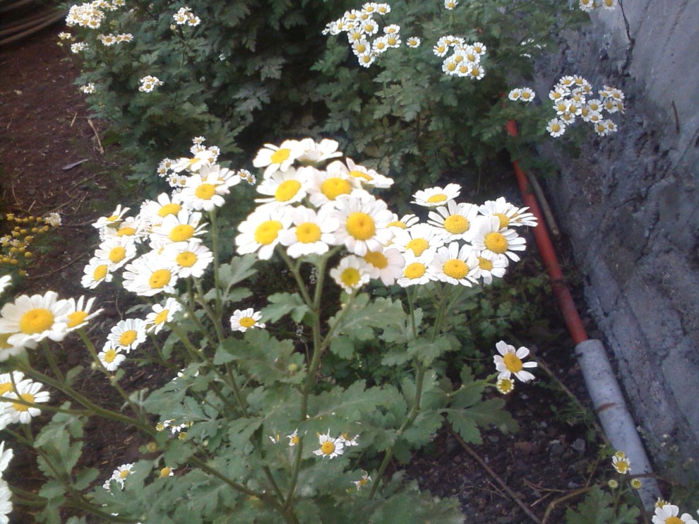 feverfew