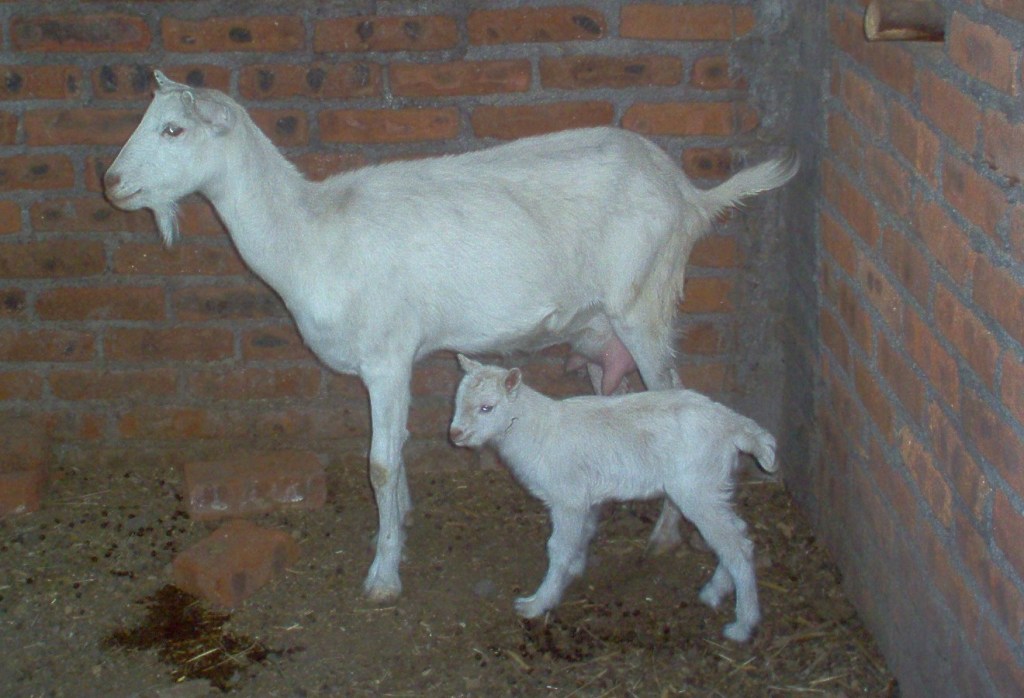 mama and baby goat