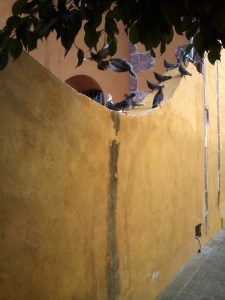 Sitting with the pigeons in front of where the passport office used to be.