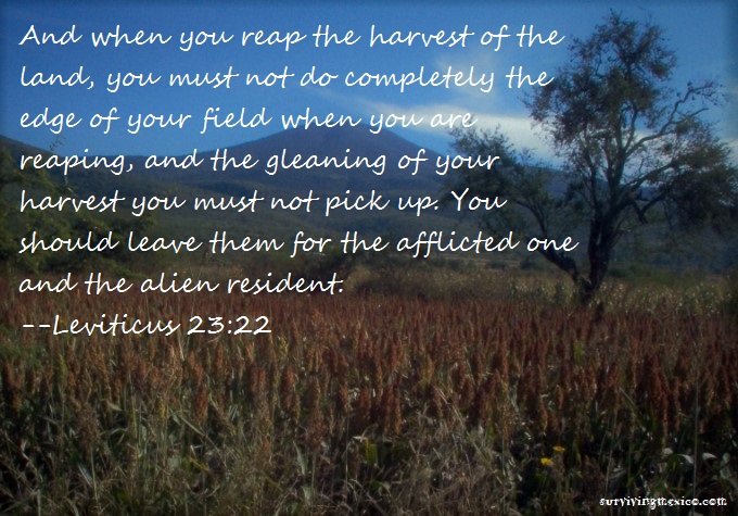 maiz-sorgo-leviticus