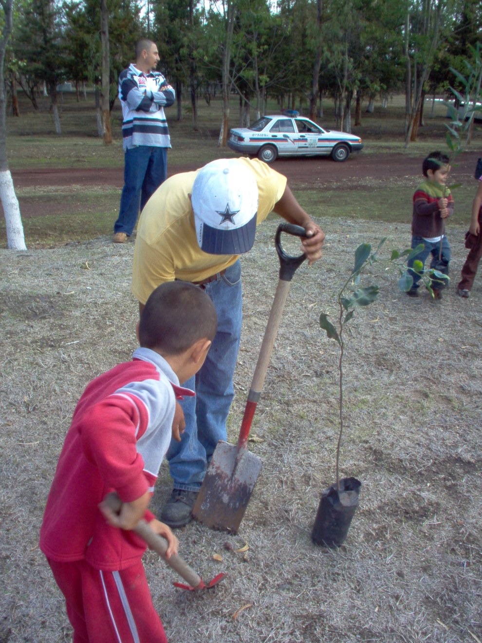 tree planting