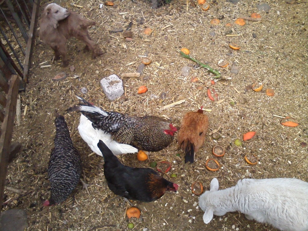 chickens