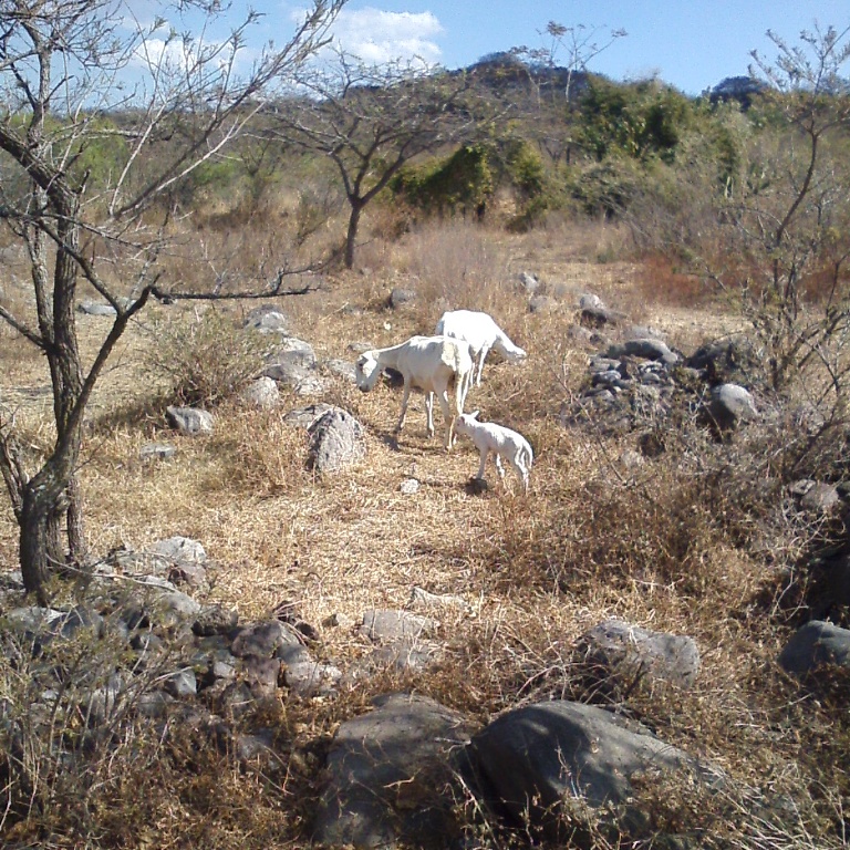 bringing in the sheep