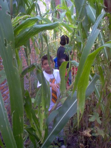 searching for corn