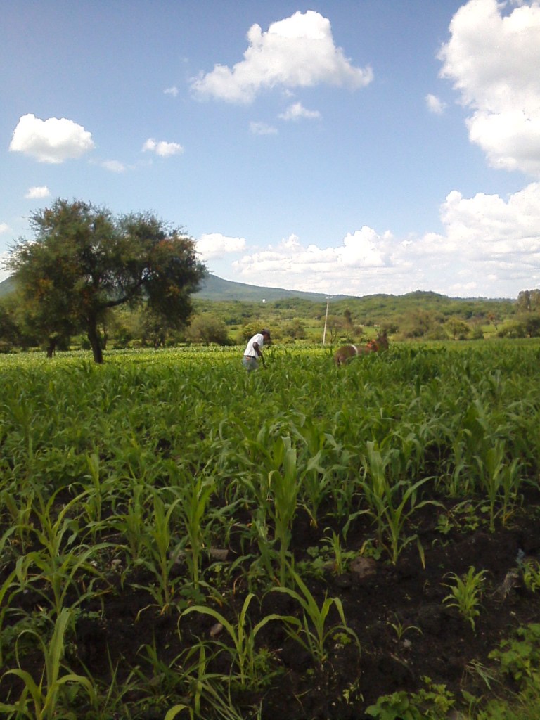 working in the field