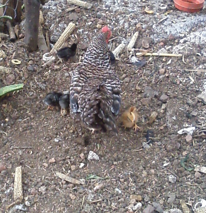 chickens