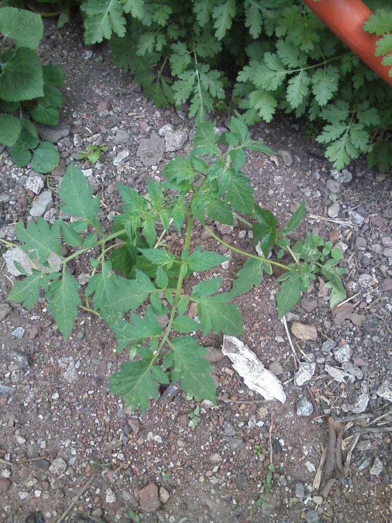 wild tomato