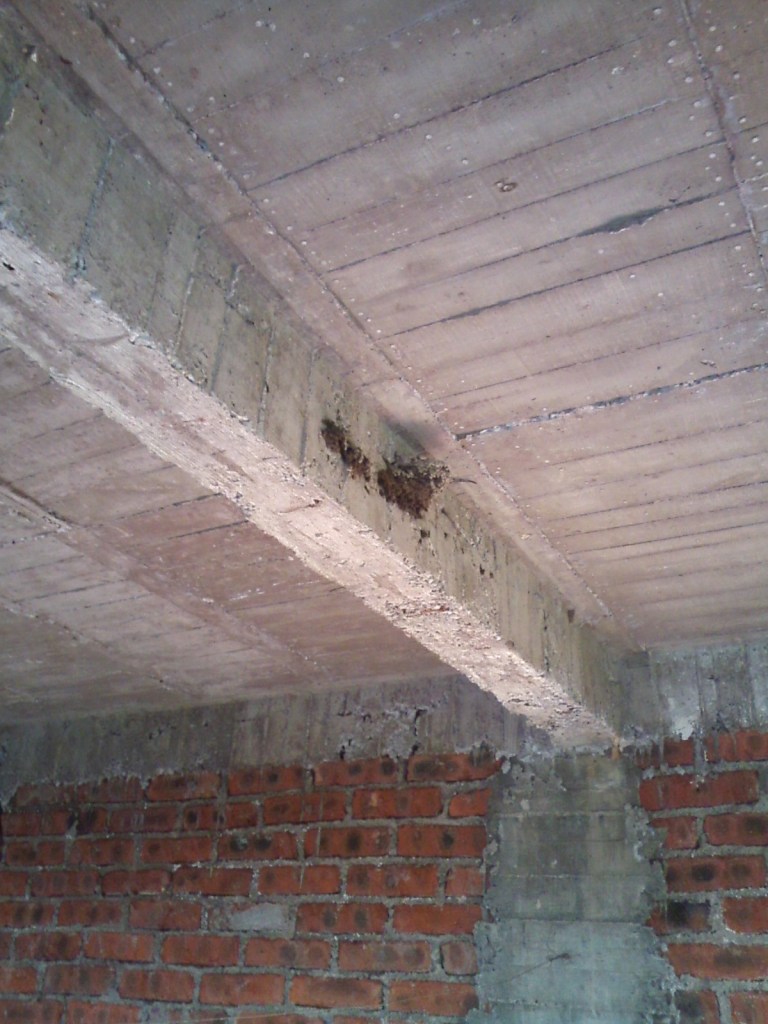 barn swallow nest