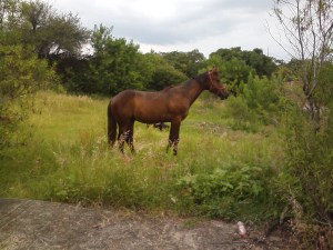 Joey posing for the camera!
