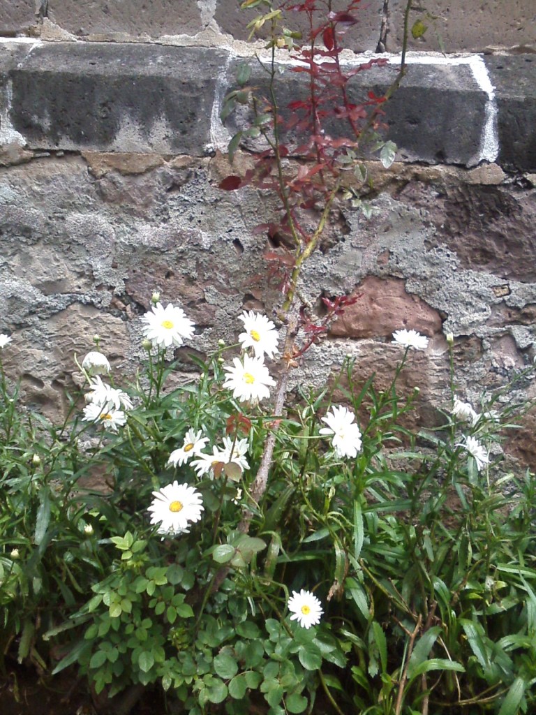 daisies