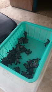 13936873_1099332283448217_668798095_n