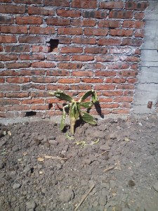 Further evidence of intrusion. This cactus was full and healthy in morning. Now it's munched on and trampled.