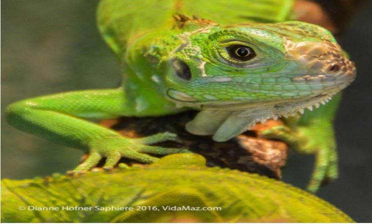 lizard1