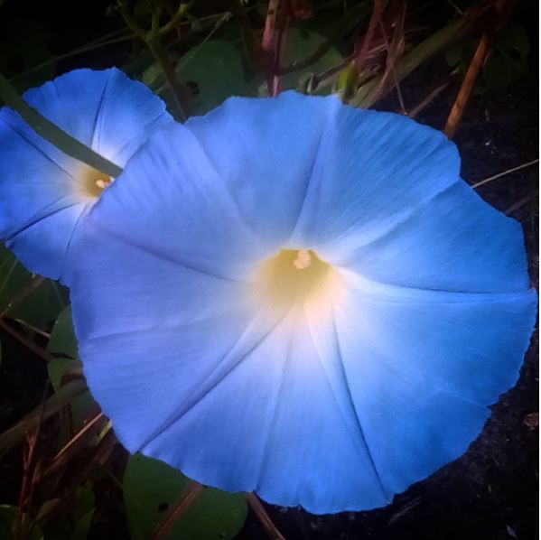 blue morning glory
