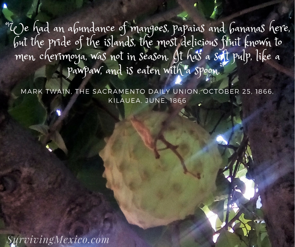 “We had an abundance of mangoes, papaias and bananas here, but the pride of the islands, the most delicious fruit known to men, cherimoya, was not in season. It has a soft pulp, like a