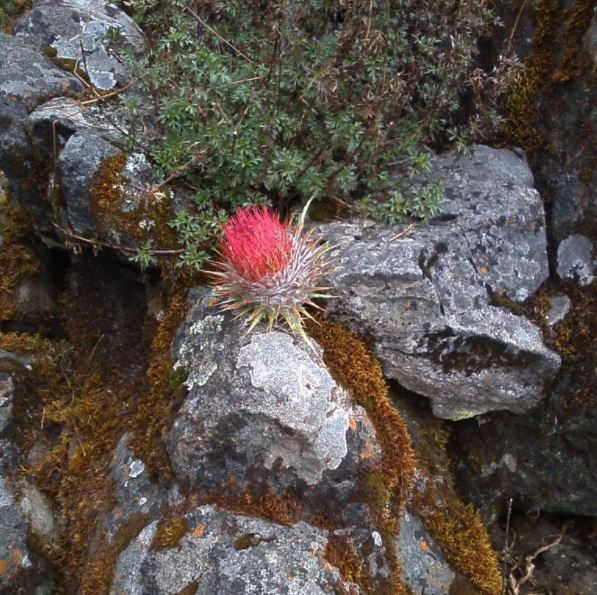 fuzzy rock flower