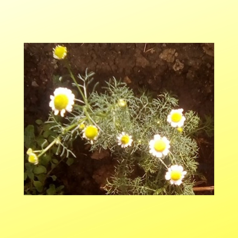 chamomile.jpg