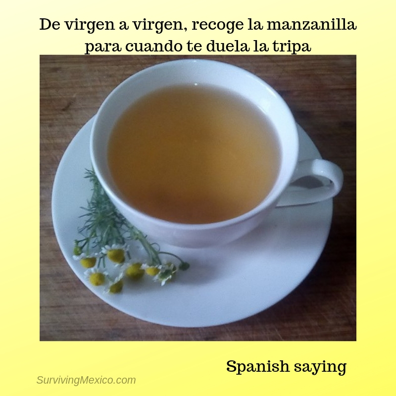 De virgen a virgen, recoge la manzanilla para cuando te duela la tripa.jpg