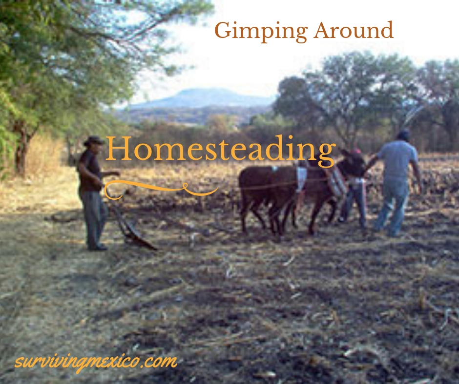 Gimping Around | Surviving Mexico