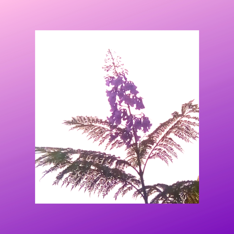 jacaranda.jpg