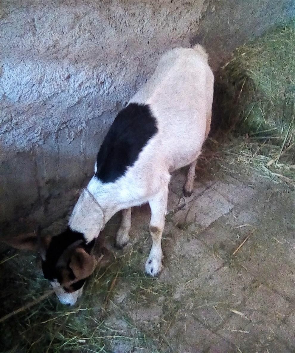 IMG_20200430_080734 (2)